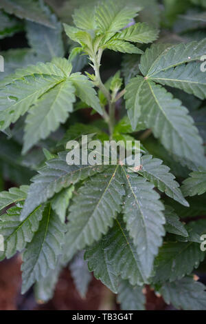 industrial cannabis plantation farm green house Stock Photo