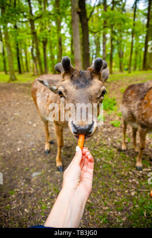 The hands of a young girl feed by an carrota deer in the beautiful park of the Blatna castle, Czech Republic Stock Photo