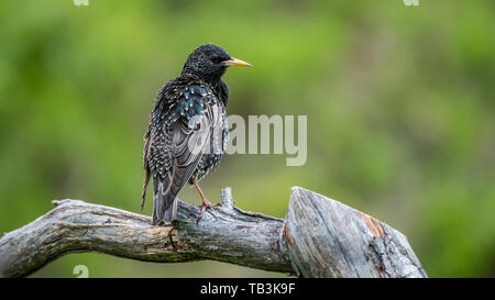 The showy or spectacular plumage of the Starling (Sturnus vulgaris) here perching on the old pine branch while resting with a nice green defocused bac Stock Photo
