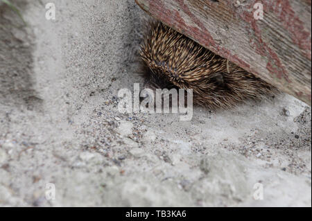 scared hedgehog stuck in the gate of the house Stock Photo