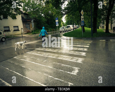 Walking a Dalmatian dog in the rain on the street. parked vehicles, houses. Stock Photo