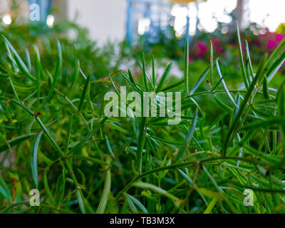 grass sown in a garden Stock Photo