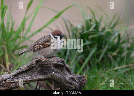 A wild Eurasian Tree Sparrow,  Passer montanus, standng on an old tree branch, with brasses and a sand dune behind. Danube Delta Biosphere Reserve, Ro Stock Photo