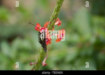Closeup of Zebra Longwing Butterfly on peach colored flower Stock Photo