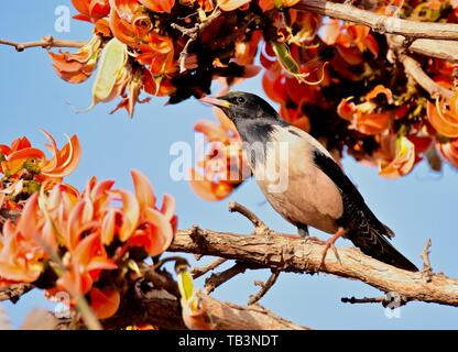 ROSY STARLING ON FLAME-OF-THE FOREST Stock Photo