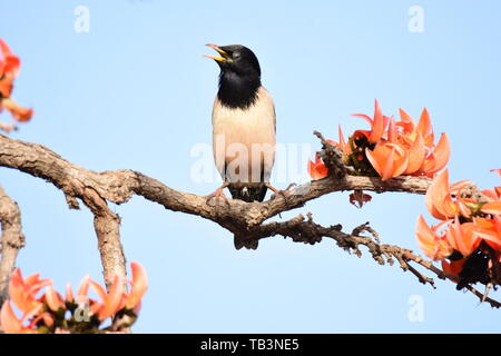 ROSY STARLING ON FLAME-OF-THE FOREST Stock Photo