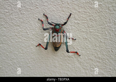 Koppie Foam Grasshopper, (Dictyophorus spumans), South Africa Stock Photo