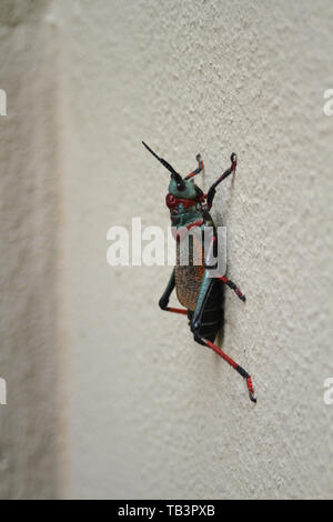 Koppie Foam Grasshopper, (Dictyophorus spumans), South Africa Stock Photo