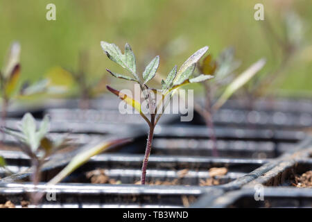 Side view of a Tomato nursery - Solanaceae - sprouts in black plastic germination trays. Stock Photo