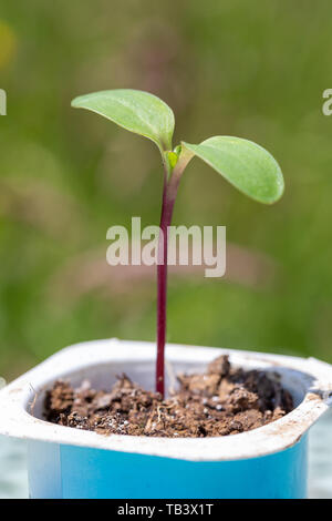 Cotyledon leaves on a Helianthus annuus, the common sunflower seedling. Stock Photo