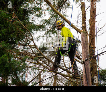 lumberjack or tree surgeon climbing a tree. Stock Photo