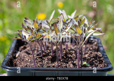 Tomato nursery - Solanaceae - sprouts in black plastic germination tray. Stock Photo