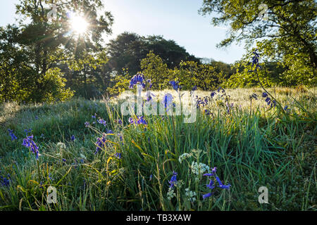 The Early Morning Sun Melting Frost on Bluebell and Pignut Flowers, Upper Teesdale, Moor House National Nature Reserve, County Durham, UK Stock Photo