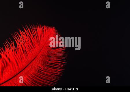 Red feather close up. Fashion, zoology, ornithology magazine cover concept. Exotic, tropical bird macro feather on black background. Accessories, clothes decoration artificial material texture Stock Photo