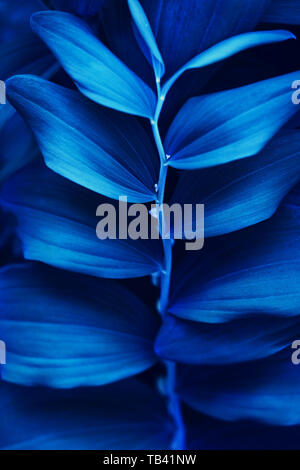 Grass top view minimalistic background. Blue lawn close up. Foliage plant leaves abstract backdrop. Botany and nature concept. Flowers fresh spring twigs texture. Color of the summer 2019 Stock Photo