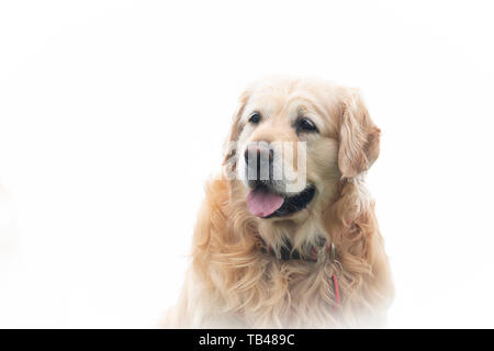 Portrait of a Golden Retriever-Canis lupus familiaris. Stock Photo