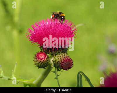 Closeup of a bright pink brook thistle flower (Cirsium rivulare Atropurpureum) with buds and a bee in a summer garden Stock Photo
