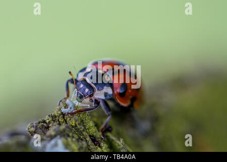 Close up of a harlequin ladybird, known for its voracious appetite, eating a greenfly with its face and red eyes clearly visible, UK Stock Photo