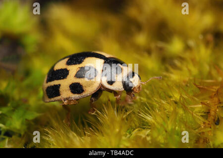 14 spot Ladybird (Propylea quattuordecimpunctata) crawling on moss. Tipperary, Ireland Stock Photo