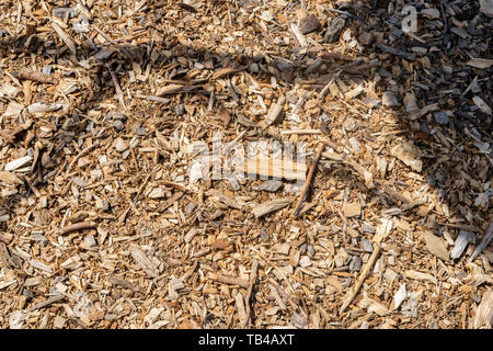 Wood chips and small pieces of dried wood lying on the ground Stock Photo