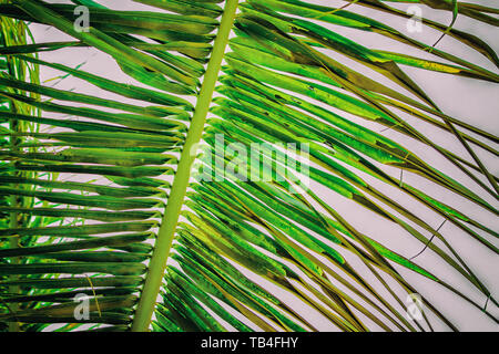 Close up vintage photo of palm leaf, Abstract green texture and natural background. It is tropical tree. Stock Photo