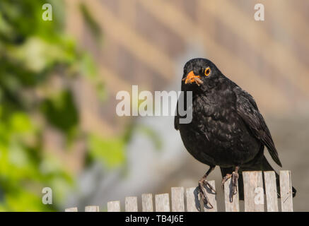 Male Blackbird in a British Garden Fence in Spring Stock Photo