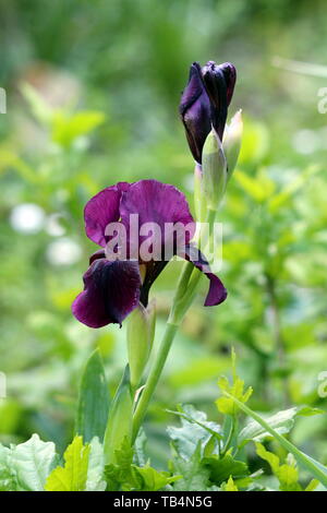 Single Iris flowering perennial plant with blooming dark violet flowers on single long stem planted in local garden on warm sunny spring day Stock Photo