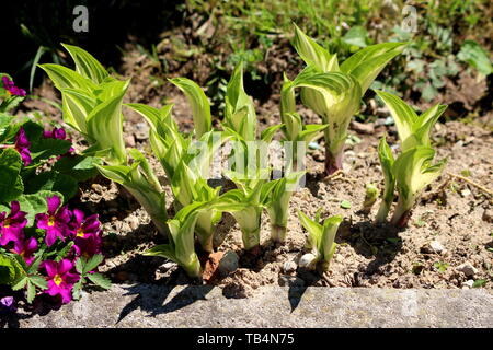 Young Plantain lily or Hosta or Giboshi or Heart-leaf lilies foliage plant with large ribbed light green to white leaves borne in a cluster Stock Photo