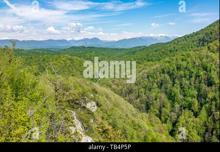 Thick forest in a green valley with power lines. Snow capped mountains visible on the horizon. Stock Photo