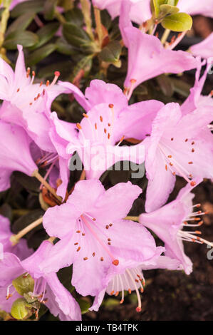 Close up of Dwarf Rhododendron Snipe  Large pink flowers that are abundant in spring  Grow in full sun or partial shade Stock Photo