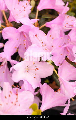 Close up of Dwarf Rhododendron Snipe  Large pink flowers that are abundant in spring  Grow in full sun or partial shade Stock Photo