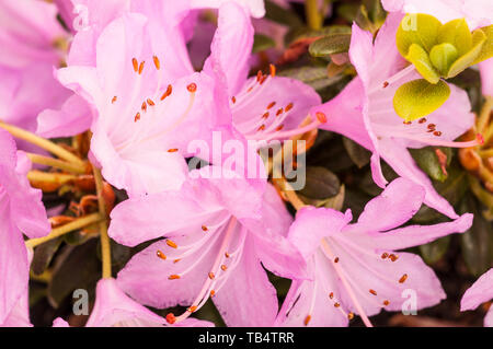 Close up of Dwarf Rhododendron Snipe  Large pink flowers that are abundant in spring  Grow in full sun or partial shade Stock Photo