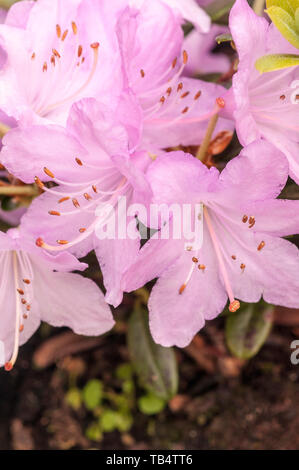 Close up of Dwarf Rhododendron Snipe  Large pink flowers that are abundant in spring  Grow in full sun or partial shade Stock Photo