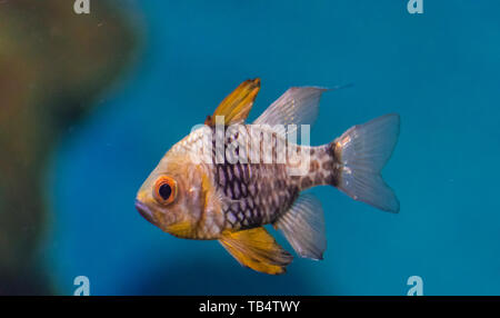 spotted cardinalfish portrait (Sphaeramia nematoptera) with blue water background Stock Photo