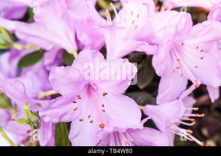 Close up of Dwarf Rhododendron Snipe  Large pink flowers that are abundant in spring  Grow in full sun or partial shade Stock Photo