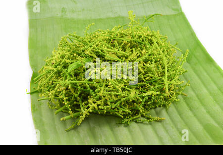 Leaf and flower of Melientha suavis pierre on banana leaf background / Opiliaceae melientha suavis - Pak wan Stock Photo