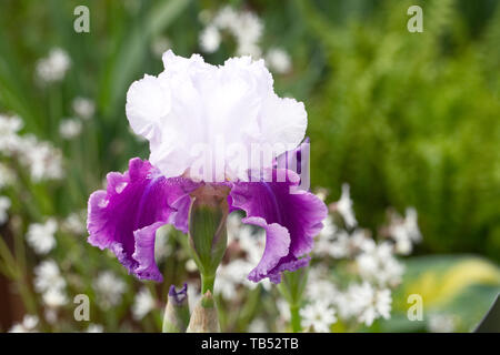 Tall Bearded Iris 'Gay Parasol' flower. Stock Photo
