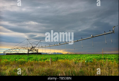 Automated irrigation sprinklers system on a farmland at sunrise in New Zealand. Stock Photo