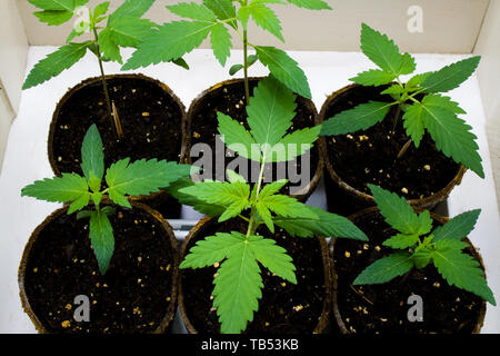 Young Cannabis Plants - also known as Marijuana. Containing psychoactive chemical THC, as well as other cannabinoids. Stock Photo