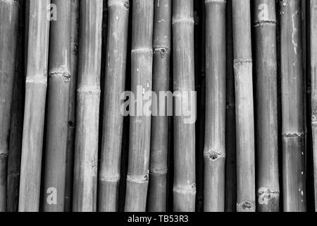 Dried bamboo pole texture background. Grey background for death, sad, peaceful, tranquil. Asian style bamboo fence design. Dried bamboo pole for home  Stock Photo