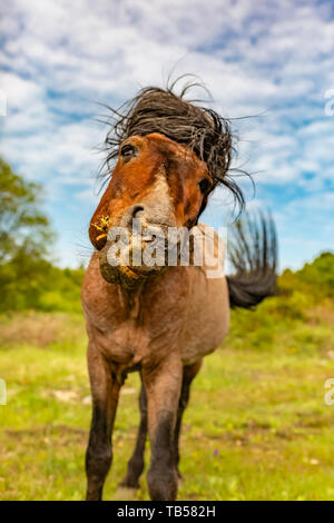 Animal portrait of brown head-on pony whilst shaking its head and flicking its tail on nature reserve. Stock Photo