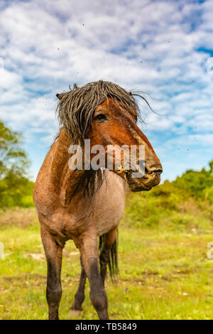 Animal portrait of head-on brown wild pony chewing on grass. Stock Photo