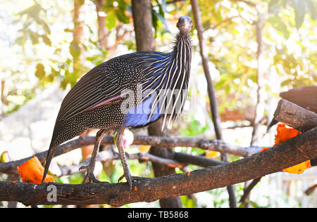 Vulturine Guineafowl standing on branch tree nuture green background in bird farm Stock Photo