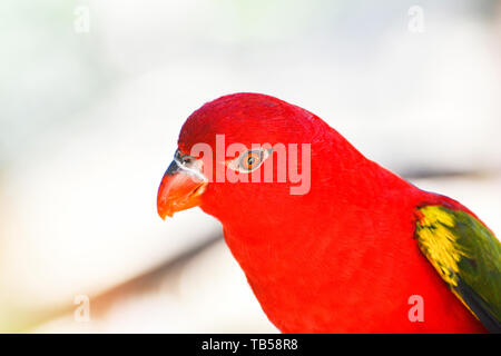 Chattering Lory parrot standing on branch tree / beautiful red parrot bird - Lorius garrulus Stock Photo