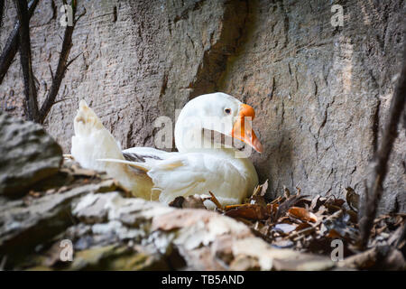 White Goose duck hatching eggs on the nest on ground with dry leaves Stock Photo