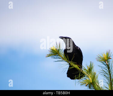 An American crow perched on a branch high in a pine tree with a blue sky and white cloud background in the Adirondack Mountains, NY USA Stock Photo