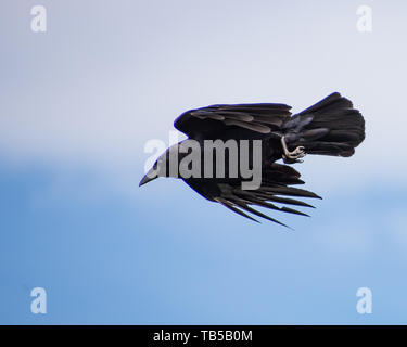 An American crow in flight, with a background of blue sky and white clouds, in the Adirondack Mountains, NY USA Stock Photo