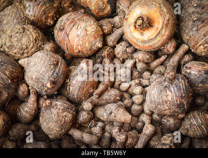 Fresh taro harvested from the farm in the basket background - Yautia Lila , Satoimo potatoes / Sweet taro root Stock Photo