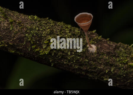 A small cup fungus grows from a mossy branch in the rainforest of Ecuador. Stock Photo