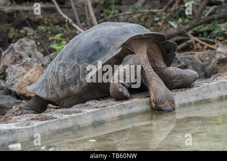 Chelonoidis nigra, the galapagos giant tortoise drinking from a pool at the Charles darwin research center in the Galapagos Islands. Stock Photo